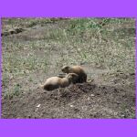 Prairie Dogs.jpg
